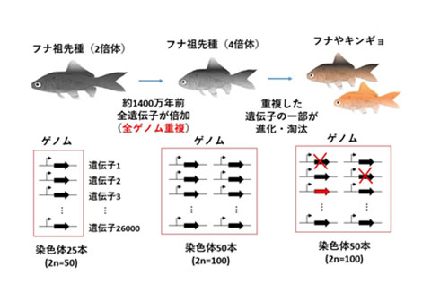 キンギョの全ゲノム解読により脊椎動物の進化の謎に迫る ―新型次世代DNAシーケンサーを使って全ゲノム重複と進化の謎解明に道筋―