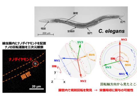 細胞における分子1個の回転運動を３次元で検出するナノ量子センサーを実現 ～ 医学と生命科学の発展に幅広く貢献