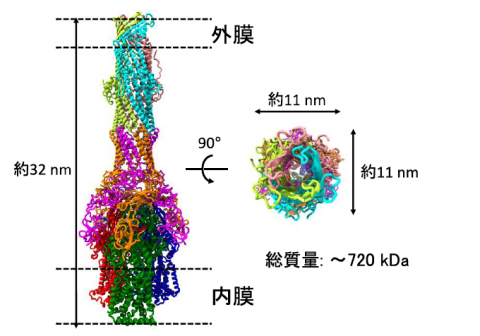 菌体の2 つの膜を貫く輸送複合体の可視化― 抗菌剤を菌体外に排出し、多剤耐性化する仕組みを解明