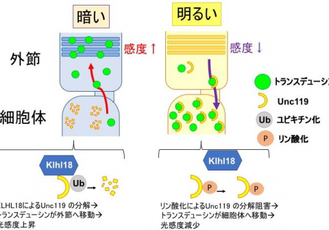 残っていた謎。明るい場所と暗い場所で 目が慣れる分子メカニズムを解明 ―加齢黄斑変性など網膜変性疾患の治療薬開発につながる成果―