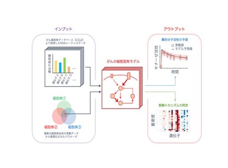 がんゲノム情報×細胞シミュレーションで個別化医療へ大きく前進―誰にでも使える創薬支援解析ツールを開発・公開！