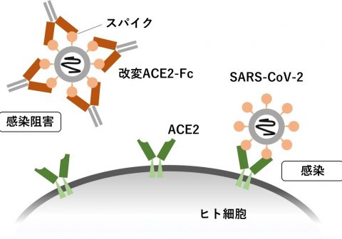 新型コロナウイルス中和タンパク製剤の開発について