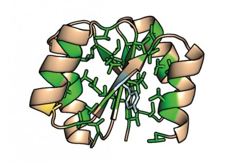 Researchers find why ‘lab-made’ proteins have unusually high temperature stability