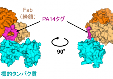 タンパク質の抗体ラベリング技術を改良し、構造解析をアシスト 〜電子顕微鏡やX線結晶解析による構造決定を加速化〜