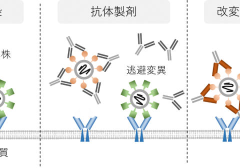 すべての変異型を逃さない新型コロナウイルス感染症治療薬候補の開発 ～薬剤耐性株が生じない創薬に期待～