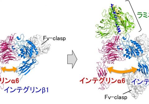 基底膜と上皮細胞を接着するタンパク質の立体構造を解明 ―効率的・安価な多能性幹細胞の培養で再生医療分野へ貢献―