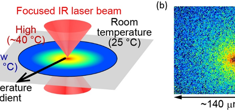 Intracellular temperature sensors: Protein complex exhibits temperature-sensitive activity