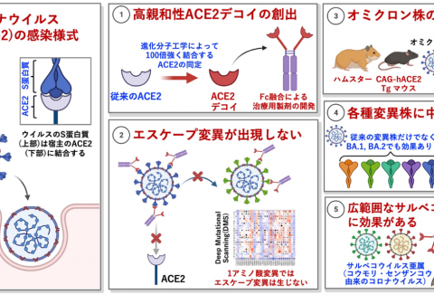 「高親和性 ACE2 製剤はオミクロン株にも有効    新たな変異株や将来のパンデミックにも効果が期待される」