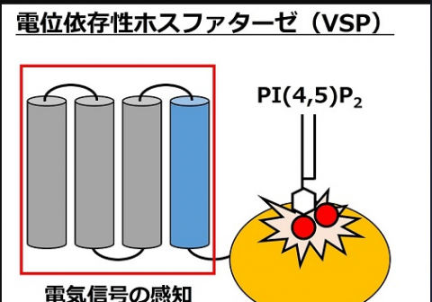 遂に解明！精子に必須のタンパク質VSPのメカニズム～電気信号は化学信号にどのように変換されるのか？