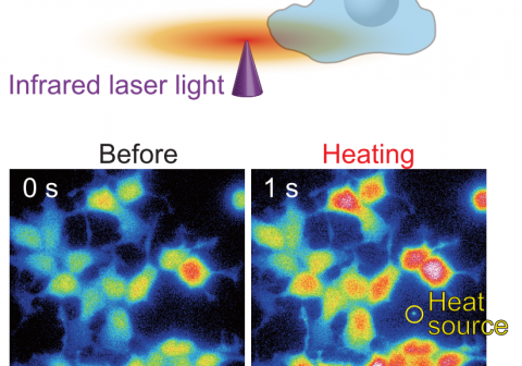 A heat-sensitive calcium channel gets positive feedback