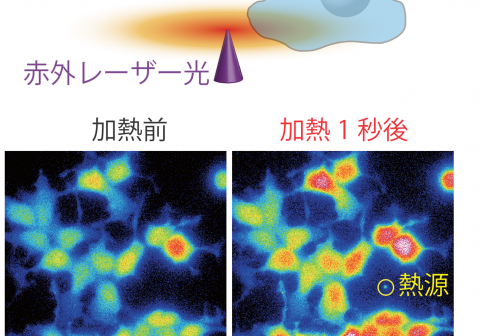 熱中症の発症予測・メカニズム解明にも寄与     タンパク質の過敏な熱応答で体温上昇が止まらない！   ―悪性高熱症の熱産生暴走メカニズム―