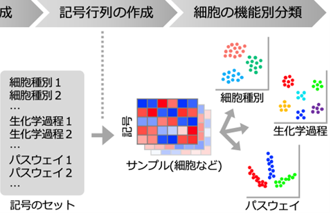 細胞の多面的な遺伝子解析ソフトウェアASURATを開発 ―専門家の経験に依存しない”機能アノテーション”を用いた細胞分類法―