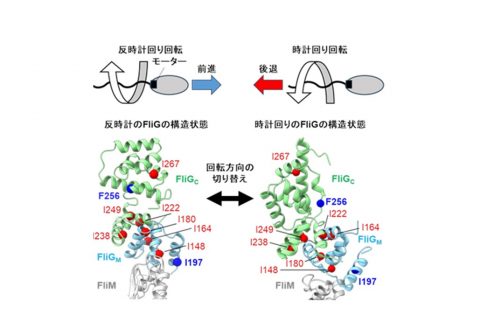 細菌の前進・後退を決めていたタンパク質の構造変化  ―方向制御が可能な極小分子モーターの開発に貢献―