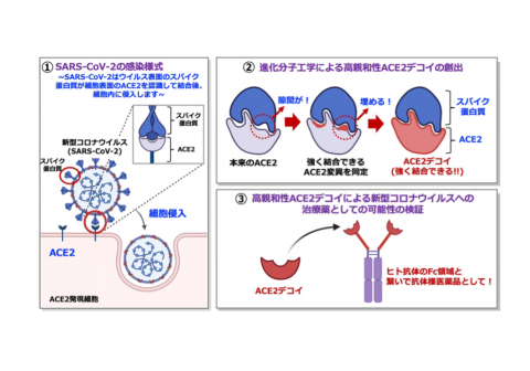 高親和性レセプターデコイのCOVID-19治療効果を非臨床レベルで確認 ―すべての変異株に効果のある新規治療薬を実証―