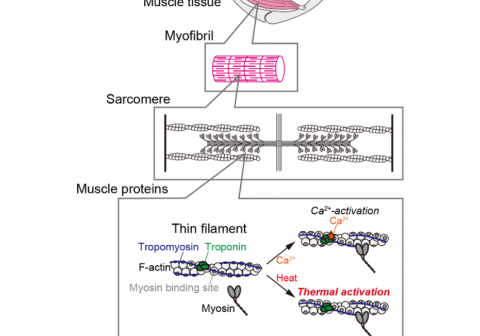 New evidence explains how warming-up enhances muscle performance