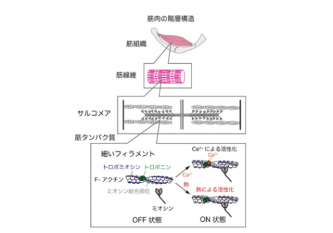 骨格筋はわずかな温度の変化を敏感に感じてパフォーマンスを向上させる！ ～ウォーミングアップの効果をタンパク質レベルで解明～