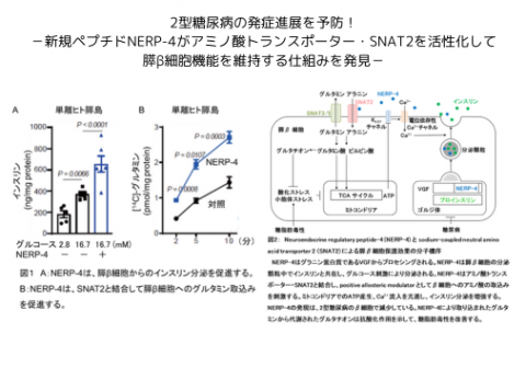 2型糖尿病の発症進展を予防！<br>－新規ペプチドNERP-4がアミノ酸トランスポーター・SNAT2を活性化して 膵β細胞機能を維持する仕組みを発見－