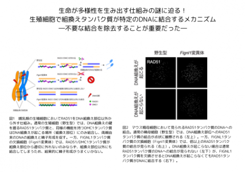 生命が多様性を生み出す仕組みの謎に迫る！<br> 生殖細胞で組換えタンパク質が特定のDNAに結合するメカニズム<br> ―不要な結合を除去することが重要だった―