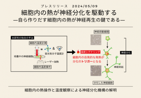 細胞内の熱が神経分化を駆動する <br>―自ら作りだす細胞内の熱が神経再生の鍵である―