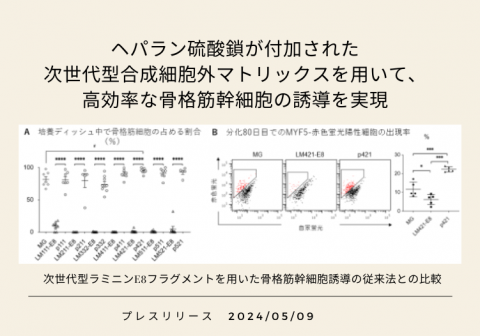 ヘパラン硫酸鎖が付加された次世代型合成細胞外マトリックスを用いて、高効率な骨格筋幹細胞の誘導を実現