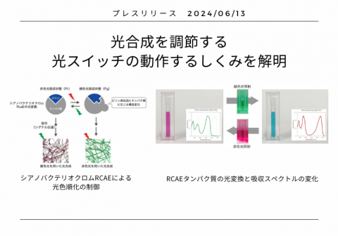 光合成を調節する光スイッチの動作するしくみを解明