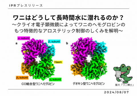 ワニはどうして長時間水に潜れるのか？ ～クライオ電子顕微鏡によってワニのヘモグロビンのもつ特徴的なアロステリック制御のしくみを解明～