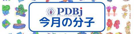 PDBj今月の分子