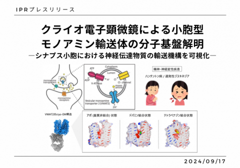 クライオ電子顕微鏡による小胞型モノアミン輸送体の分子基盤解明 ―シナプス小胞における神経伝達物質の輸送機構を可視化―