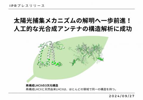 太陽光捕集メカニズムの解明へ一歩前進！人工的な光合成アンテナの構造解析に成功