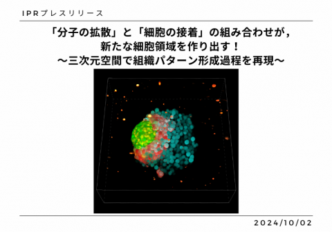 「分子の拡散」と「細胞の接着」の組み合わせが，新たな細胞領域を作り出す！ ～三次元空間で組織パターン形成過程を再現～