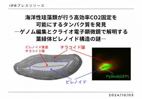 海洋性珪藻類が行う高効率CO2固定を可能にするタンパク質を発見 ―ゲノム編集とクライオ電子顕微鏡で解明する葉緑体ピレノイド構造の謎―