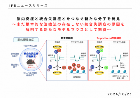 脳内炎症と統合失調症とをつなぐ新たな分子を発見 ～未だ根本的な治療法の存在しない統合失調症の原因を 解明する新たなモデルマウスとして期待～